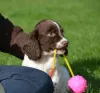 Foto №2 zu Ankündigung № 129506 zu verkaufen english springer spaniel - einkaufen Niederlande quotient 	ankündigung