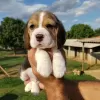 Zusätzliche Fotos: Zwei wunderschöne Beagle-Welpen zu verkaufen