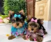 Foto №1. yorkshire terrier - zum Verkauf in der Stadt Pittsburgh | 425€ | Ankündigung № 129525