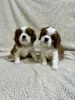 Foto №2 zu Ankündigung № 100794 zu verkaufen cavalier king charles spaniel - einkaufen Serbien züchter