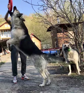 Foto №1. Paarung Service - züchten: osteuropäischer schäferhund. Preis - verhandelt