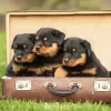 Foto №1. rottweiler - zum Verkauf in der Stadt Киль | 100€ | Ankündigung № 129430