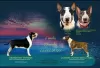 Foto №1. bullterrier - zum Verkauf in der Stadt Жлобин | verhandelt | Ankündigung № 15218