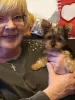 Foto №1. yorkshire terrier - zum Verkauf in der Stadt Pfäffikon | 250€ | Ankündigung № 129280