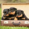 Foto №1. rottweiler - zum Verkauf in der Stadt Pueblo | 425€ | Ankündigung № 129564