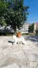 Foto №3. Bichon Frise-Welpen warten auf ihre neuen Familien. Montenegro