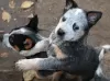 Foto №3. Australian Cattle Dog Welpen. Serbien