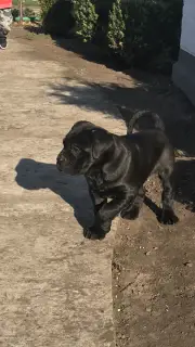 Foto №2 zu Ankündigung № 3747 zu verkaufen cane corso italiano - einkaufen Ukraine vom kindergarten