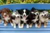 Foto №1. australian shepherd - zum Verkauf in der Stadt Лист | 150€ | Ankündigung № 129412