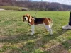 Foto №2 zu Ankündigung № 128607 zu verkaufen beagle - einkaufen Serbien züchter