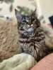 Foto №2 zu Ankündigung № 20356 zu verkaufen maine-coon-katze - einkaufen Russische Föderation vom kindergarten