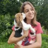 Foto №4. Ich werde verkaufen beagle in der Stadt Düsseldorf. quotient 	ankündigung - preis - 422€