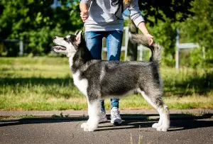 Foto №1. alaskan malamute - zum Verkauf in der Stadt Minsk | verhandelt | Ankündigung № 2884