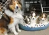 Foto №1. shetland sheepdog - zum Verkauf in der Stadt Toowoomba | 425€ | Ankündigung № 129482