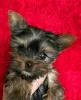 Foto №2 zu Ankündigung № 125802 zu verkaufen yorkshire terrier - einkaufen Schweden 