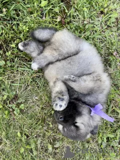 Foto №3. Keeshond Welpen (Wolfspitz). Russische Föderation