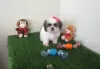 Foto №1. shih tzu - zum Verkauf in der Stadt München | 550€ | Ankündigung № 127493