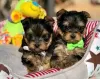 Foto №2 zu Ankündigung № 127877 zu verkaufen yorkshire terrier - einkaufen USA quotient 	ankündigung