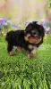 Foto №2 zu Ankündigung № 129650 zu verkaufen yorkshire terrier - einkaufen Finnland züchter