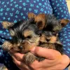 Foto №1. yorkshire terrier - zum Verkauf in der Stadt Pécs | verhandelt | Ankündigung № 79771