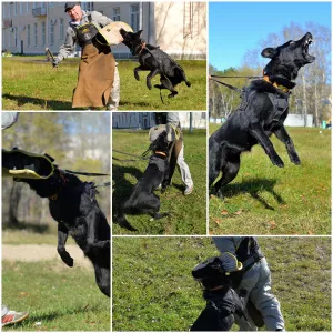 Foto №3. Cattery of Legion East bietet Welpen VEO an. Russische Föderation