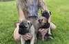 Foto №3. Bullmastiff-Welpen zu verkaufen. USA