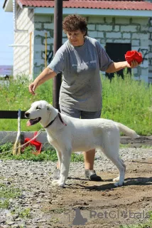 Zusätzliche Fotos: Zentralasiatischer Schäferhundwelpe