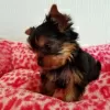 Foto №2 zu Ankündigung № 129458 zu verkaufen yorkshire terrier - einkaufen Deutschland züchter