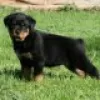 Foto №2 zu Ankündigung № 128435 zu verkaufen rottweiler - einkaufen Deutschland züchter