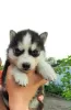 Foto №1. siberian husky - zum Verkauf in der Stadt Тавда | 56€ | Ankündigung № 10592