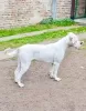 Foto №2 zu Ankündigung № 125271 zu verkaufen american bulldog - einkaufen Serbien quotient 	ankündigung