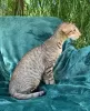 Foto №2 zu Ankündigung № 50410 zu verkaufen savannah-katze - einkaufen USA quotient 	ankündigung