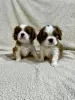 Foto №4. Ich werde verkaufen cavalier king charles spaniel in der Stadt Inđija. züchter - preis - verhandelt