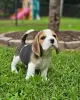 Foto №4. Ich werde verkaufen beagle in der Stadt Baden-Baden. quotient 	ankündigung - preis - 531€