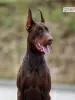 Foto №2 zu Ankündigung № 120645 zu verkaufen dobermann - einkaufen Polen züchter