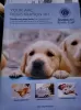 Foto №2 zu Ankündigung № 128364 zu verkaufen golden retriever - einkaufen Finnland züchter