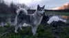 Foto №1. alaskan malamute - zum Verkauf in der Stadt Cherson | 93€ | Ankündigung № 13707