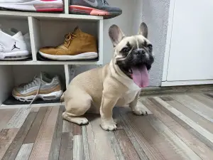 Foto №4. Ich werde verkaufen französische bulldogge in der Stadt St. Petersburg. züchter - preis - 562€