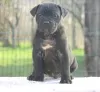 Foto №4. Ich werde verkaufen cane corso italiano in der Stadt Vršac.  - preis - Frei