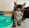 Foto №2 zu Ankündigung № 116309 zu verkaufen maine-coon-katze - einkaufen Schweiz quotient 	ankündigung