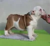 Zusätzliche Fotos: ENGLISCHE BULLDOGGE Welpen