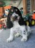 Foto №4. Ich werde verkaufen english cocker spaniel in der Stadt Żelazna. züchter - preis - 600€