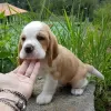 Foto №4. Ich werde verkaufen beagle in der Stadt Berlin. quotient 	ankündigung - preis - 404€