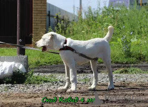 Zusätzliche Fotos: Zentralasiatischer Schäferhundwelpe