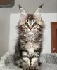 Foto №2 zu Ankündigung № 116305 zu verkaufen maine-coon-katze - einkaufen Schweiz quotient 	ankündigung