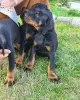 Foto №2 zu Ankündigung № 10259 zu verkaufen dobermann - einkaufen Rumänien 