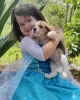 Foto №3. Beagle-Welpen gesucht. Deutschland