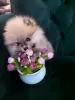 Foto №3. Pomeranians - Love at First view!. Serbien