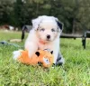 Foto №1. australian shepherd - zum Verkauf in der Stadt Bruges | 190€ | Ankündigung № 129069