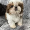 Foto №2 zu Ankündigung № 125796 zu verkaufen shih tzu - einkaufen Schweiz 